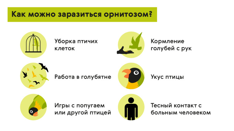 Орнитоз птиц. Орнитоз птиц.